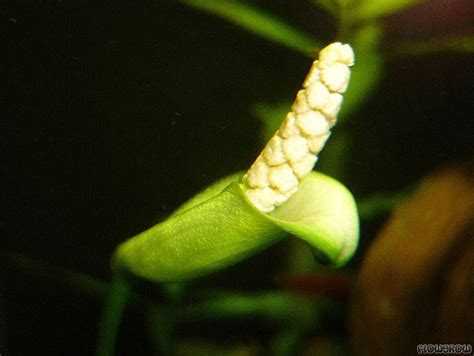 Anubias Barteri Var Barteri Flowgrow Aquatic Plant Database