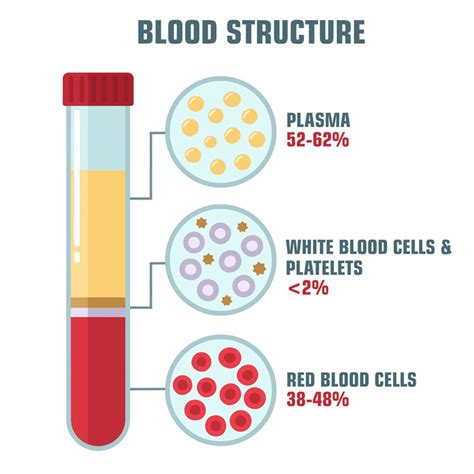 The Composition Of Blood Gcse Biology Revision