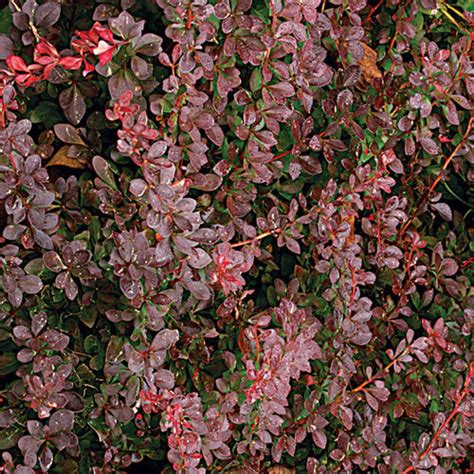 Golden Nugget Japanese Barberry Fine Gardening