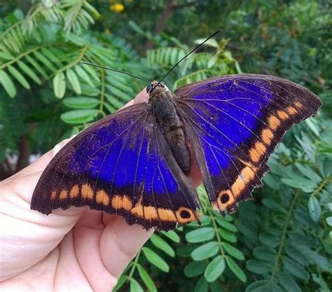 G1 No Instagram Uma Espécie Rara De Borboleta Vista Apenas Duas Vezes