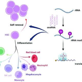 Snorna In The Regulation Of Hsc Homeostasis Hsc Hematopoietic Stem