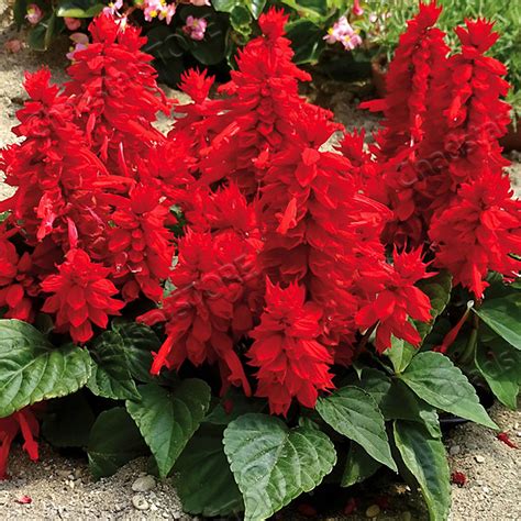 Red Salvia Seeds Flowers Seeds Perennial Flowers Seeds | Etsy