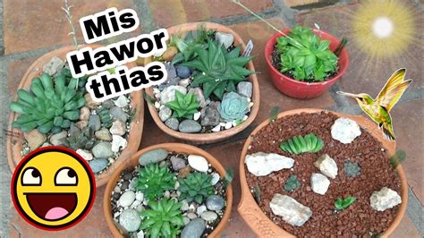 Colección de haworthias transplante YouTube