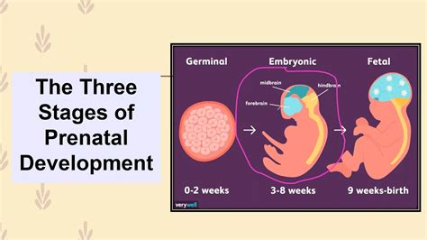 9 3 Stages Of Prenatal Development Unit 2 Hhd Youtube