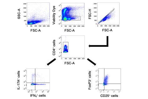 Gating Strategy For Ex Vivo Cell Analysis Lymphocytes Isolated From