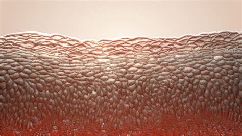 tissue donation lifelink tissue bank