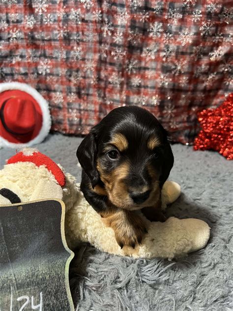 dachshund puppies in minnesota 6