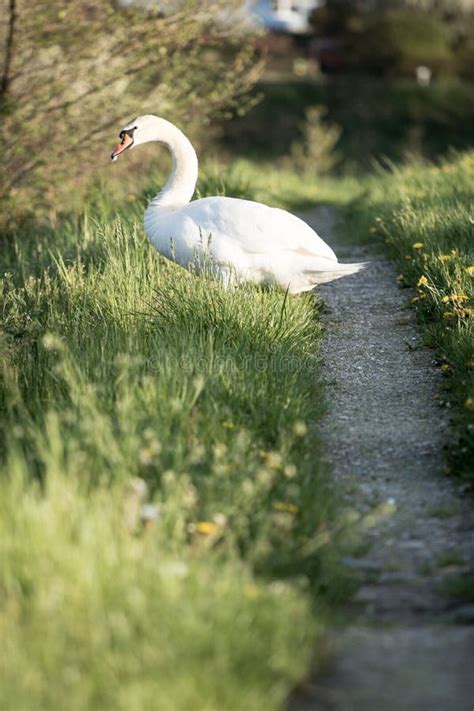 Vertical Closeup Of A Mute Swan Cygnus Olor Standing On A Green Grass