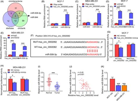 Hsacirc0002082 Up‐regulates Centromere Protein F Via Abolishing Mir‐508‐3p To Promote Breast