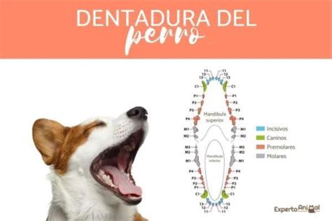 ¿cuántos Dientes Tiene Un Perro ¡descúbrelo