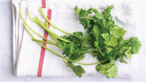 Read About The Various Coriander Health Benefits 24 Mantra Organic