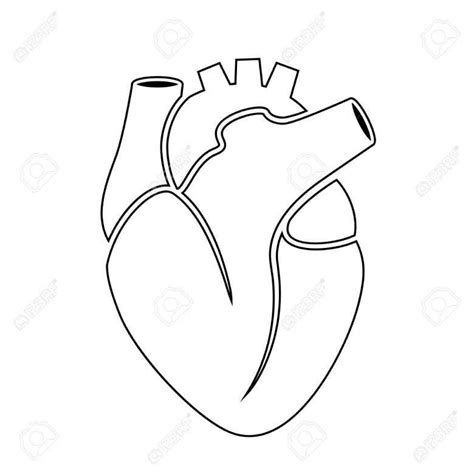 Human Heart Outline Drawing