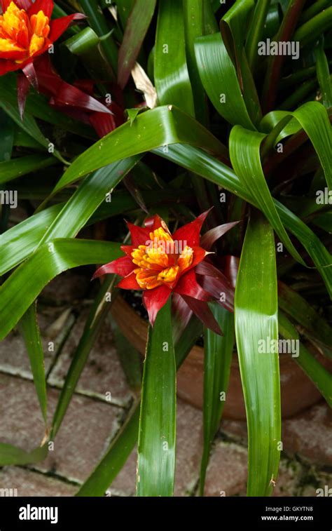 guzmania lingulata bromeliad stock photo alamy