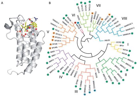 A Structure Of The Human Brds Of Transcriptional Coactivator