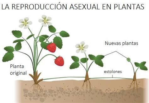 Reproducci N Vegetativa Reproduccion De Plantas Plantas