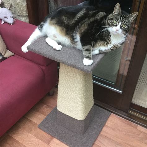 a cat sitting on top of a scratching post