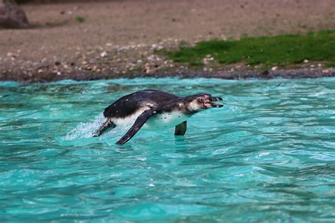 Penguin Bird Ornithology - Free photo on Pixabay - Pixabay