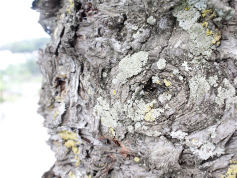 Fotos gratis árbol naturaleza rock rama planta flor el maletero