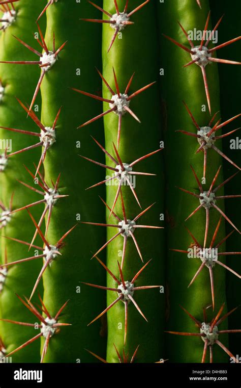 Cactaceae kaktus Fotos und Bildmaterial in hoher Auflösung Alamy