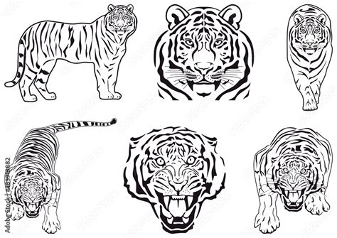 Tiger, icons set. Vector illustration isolated on white background. Stock Vector | Adobe Stock