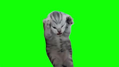 Green Screen Dramatic Kitten Meme | Screaming Cat Meme - YouTube