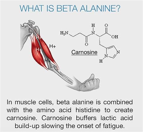 BETA ALANINE 100CAPS Stock X Nutrition