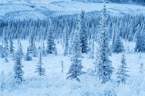 Winter photos, boreal forest, Wrangell - St. Elias National Park and ...