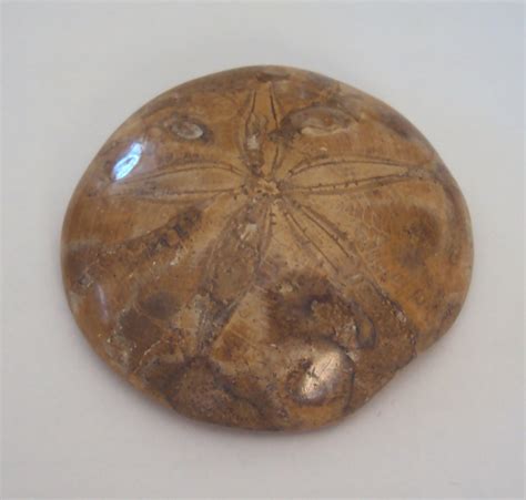 Fossilized Sand Dollar Echinoid Sea Urchin Artifacts World