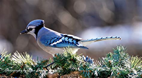 Solve Blue Jay Plover Wisconsin Jigsaw Puzzle Online With 252 Pieces