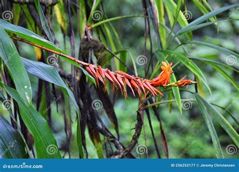 Tropical Wild Flower Brilliant Color In The Tropical Rainforest