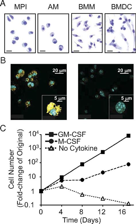 Nontransformed Gm Csfdependent Macrophage Lines Are A Unique Model To