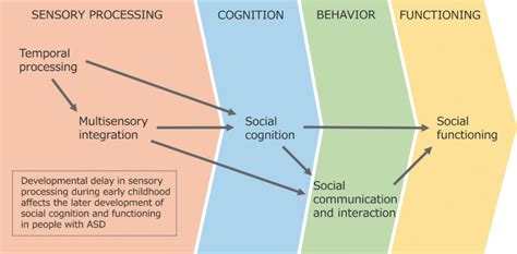 Figure 3 A Hypothetical Model Illustration Of Autism Spectrum