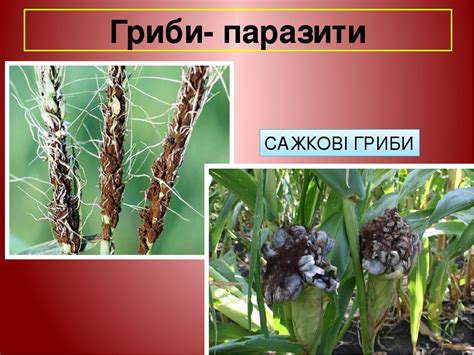 Паразитичні безхребетні тварини