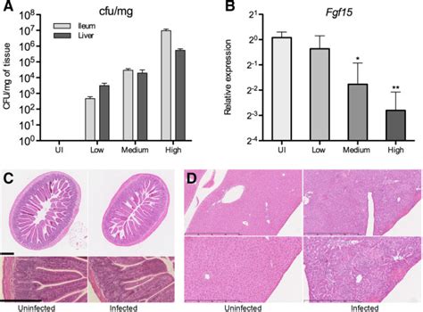 Oral Infection With Salmonella Typhimurium Sl1344 Decreases The