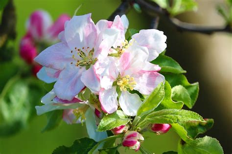 Actualizar Images Flor De Arbol De Manzana Viaterra Mx