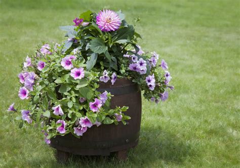 10 of The Best Flowers for Containers - Backyard Boss