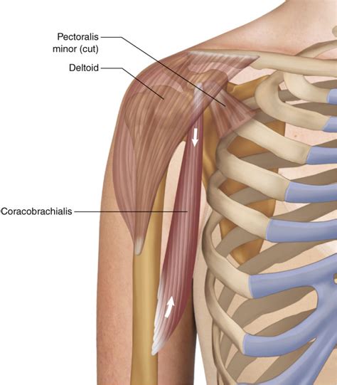 Coracobrachialis: Origin, Insertion, Nerve Supply & Action » How To Relief