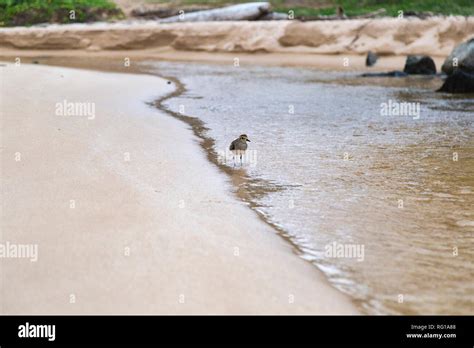 Pacific Golden Plover On A Beach On Kauai Hawaii Stock Photo Alamy