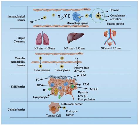 Different levels of anatomical and physiological barriers in clinical ...