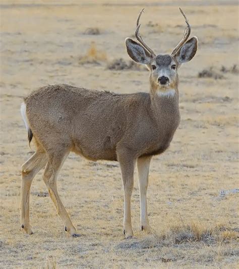 Mule Deer Vs White Tail Deer Differences And Similarities