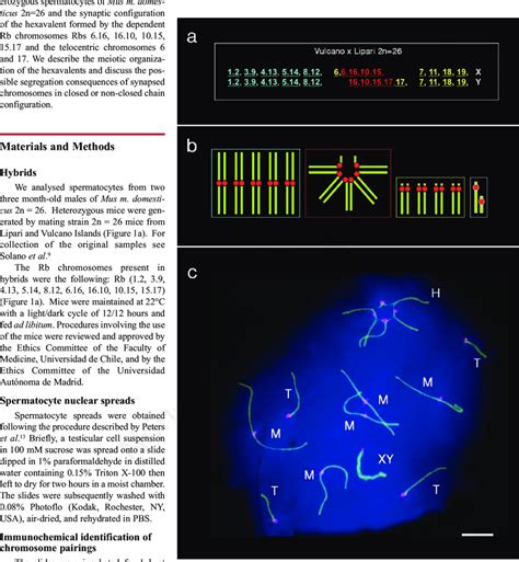 Mitotic And Meiotic Chromosomes Of The Hybrid Male 2n 26 Resulting From