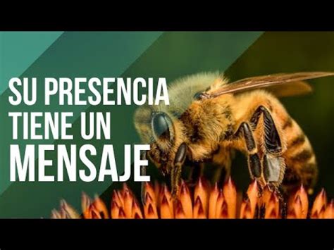 Significado Espiritual De Las Abejas Youtube