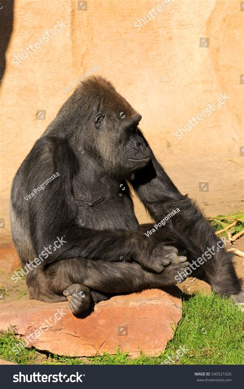 69 Gorilla Backpack Images Stock Photos And Vectors Shutterstock