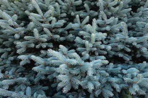 Premium Photo Blue Spruce Or Picea Pungens Branches With Needles In A