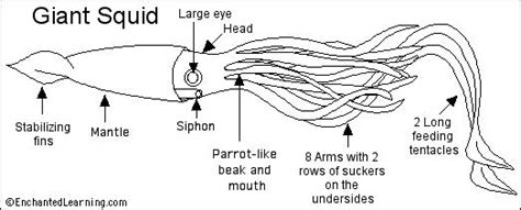 Giant Squid Enchantedlearning