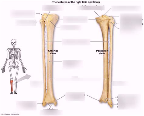 Tibia And Fibula Bones Anatomy