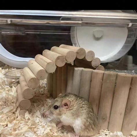 Accessoires De Terrain De Jeu Pour Hamster En Bois Chelle D Escalade