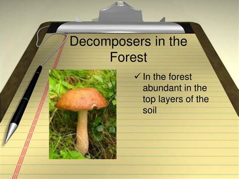 PPT - The Role of Decomposers in the Ecosystem PowerPoint Presentation ...