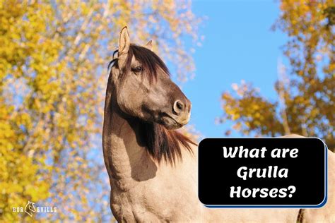 All About Grulla Horses: Interesting Facts, Pictures & Videos