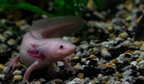 Axolotl Vs Hellbender Exploring The Key Differences And Similarities